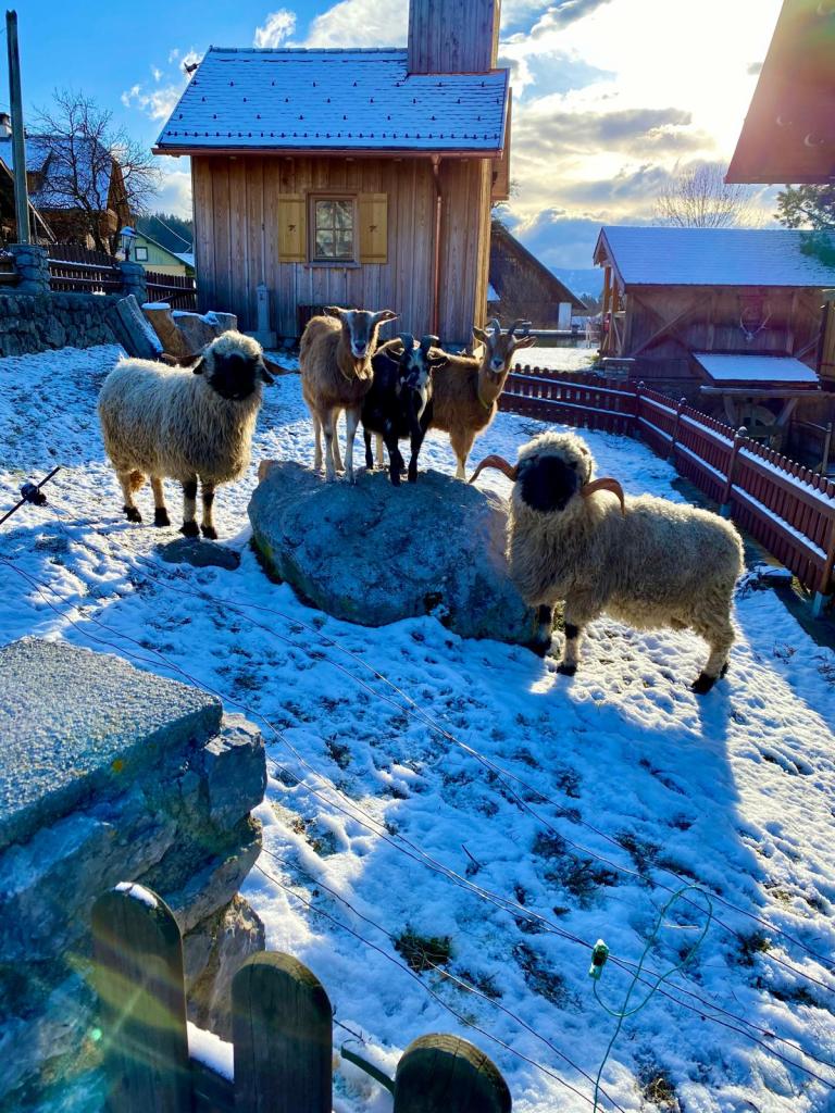 Schafe und Ziegen im Winter