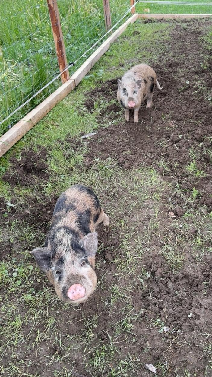 Glückliche Schweine im Außenbereich