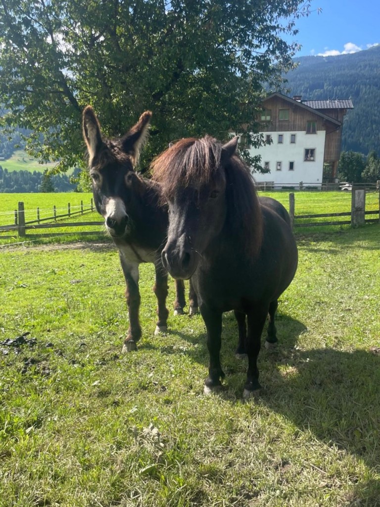 Esel und Pony auf grüner Wiese