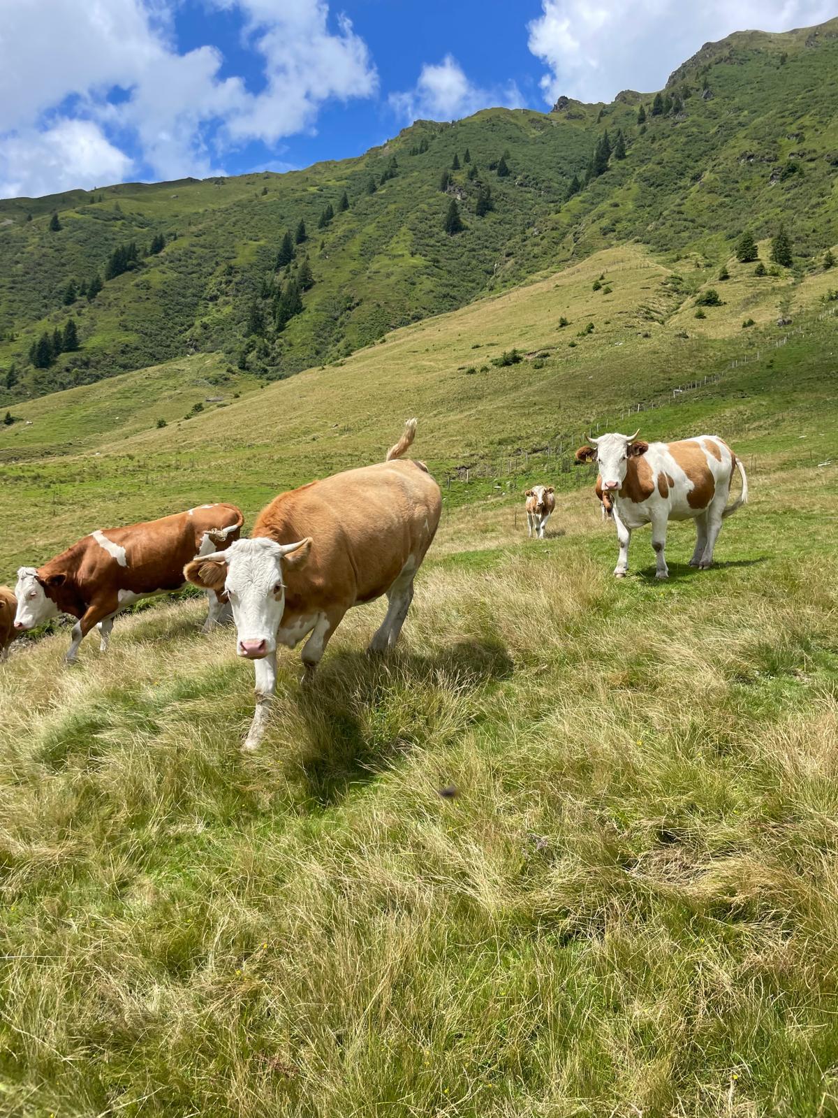 Weidende Kühe auf der grünen Alm