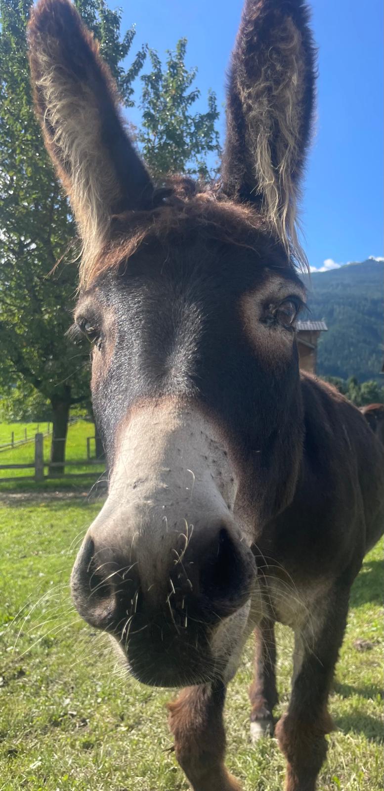 Esel mit langen Ohren